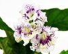 Streptocarpus DS-NORTHERN SUN - DS-SEVERNOYE SOLTSE